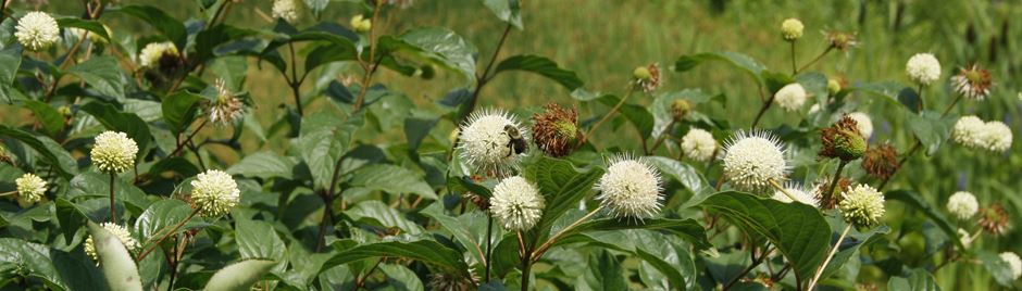 White, globe shaped buttonbush flowers with a large bumble bee 