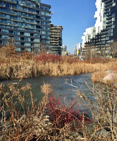 frozen pond surrounded by tall, dry grasses and red twig dogwood. Apartment buildings in the background