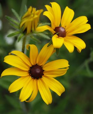 two black-eyed-susan flowers with a flower bud