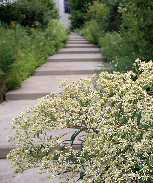 stepped pathway with native plantings